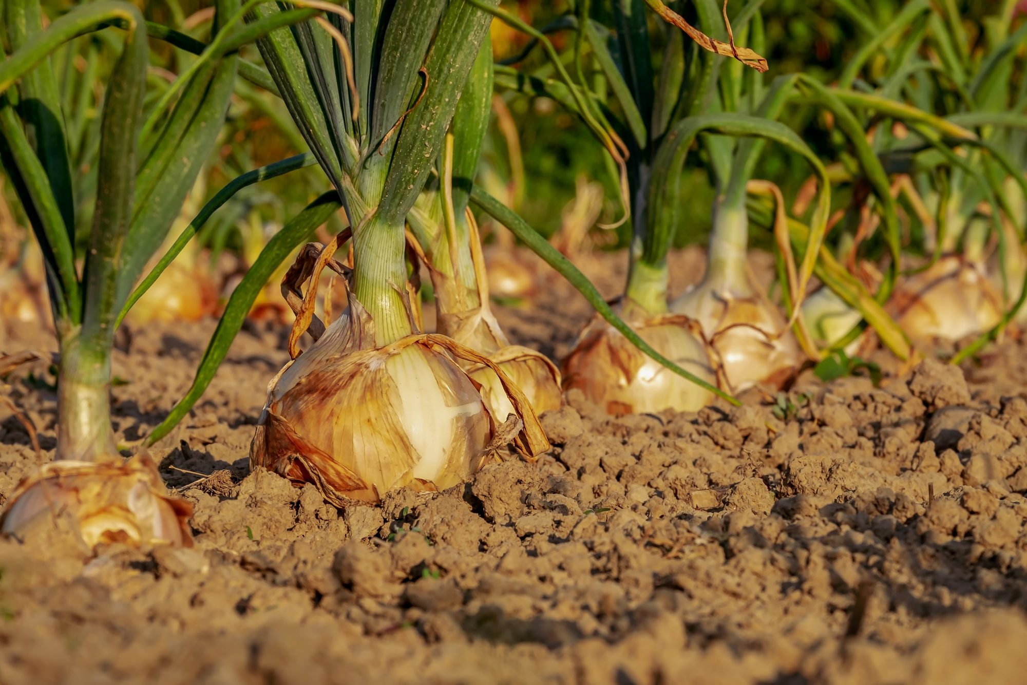 Fresh onions harvested from the field